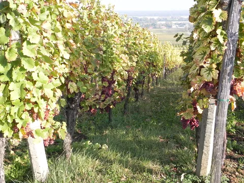 Alsace med Cathriine og Karsten.