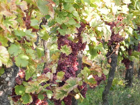Alsace med Cathriine og Karsten.