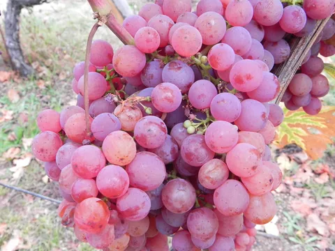 Alsace med Cathriine og Karsten.