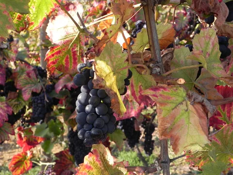 Alsace med Cathriine og Karsten.