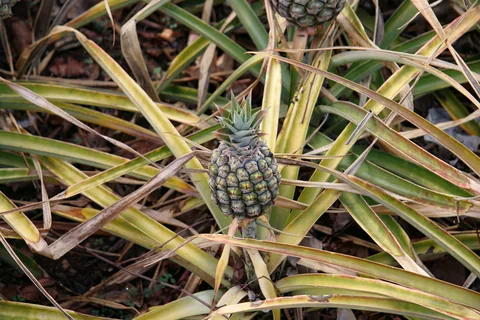 Besøg på Dole Plantation, hvor vi kigger på ananas.