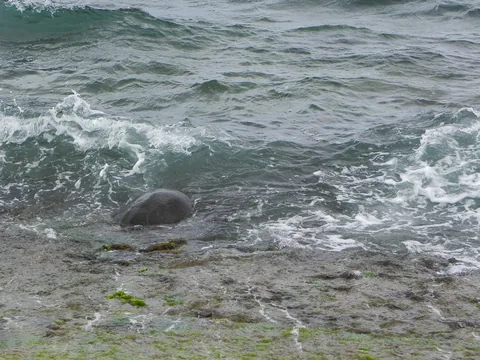 Skildpadder ved Laniakea Beach, O'ahu, Hawaii