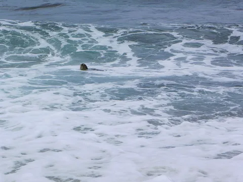 Skildpadder ved Laniakea Beach, O'ahu, Hawaii