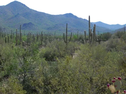 Saguaro National Park, Tucson, Arizona, USA