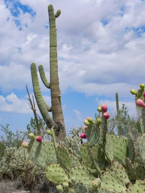 Saguaro National Park, Tucson, Arizona, USA