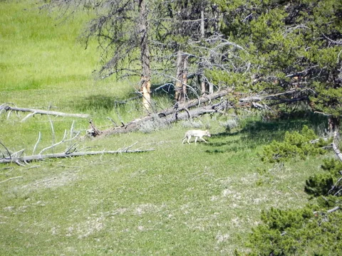 Yellowstone National Parl, Wyoming, USA. Det mest fantastiske og magiske sted i verden, med vandfald, geysere, vilde bjørne, ulve, elge og meget mere. Prøv det en gang, og du bliver afhængig.