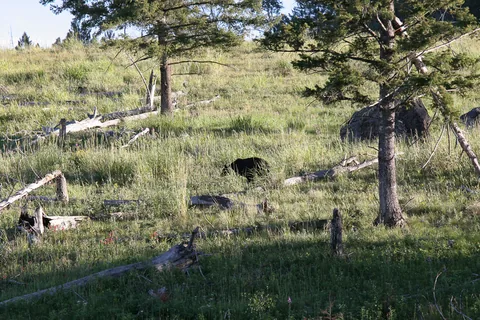 Yellowstone National Parl, Wyoming, USA. Det mest fantastiske og magiske sted i verden, med vandfald, geysere, vilde bjørne, ulve, elge og meget mere. Prøv det en gang, og du bliver afhængig.
