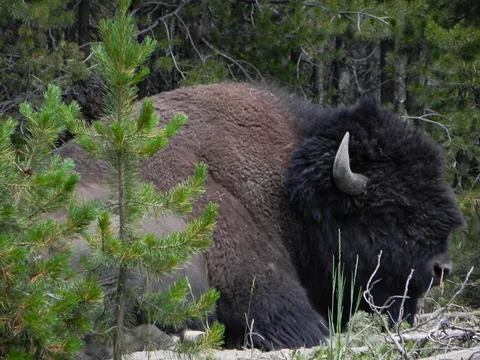 Yellowstone National Parl, Wyoming, USA. Det mest fantastiske og magiske sted i verden, med vandfald, geysere, vilde bjørne, ulve, elge og meget mere. Bisonokse, hvis du gerne vil se disse prægtige dyr i stort antal, så er Yellowstone stedet.