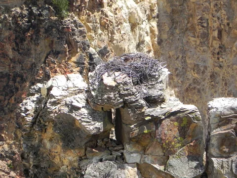 Yellowstone National Parl, Wyoming, USA. Det mest fantastiske og magiske sted i verden, med vandfald, geysere, vilde bjørne, ulve, elge og meget mere. Prøv det en gang, og du bliver afhængig.