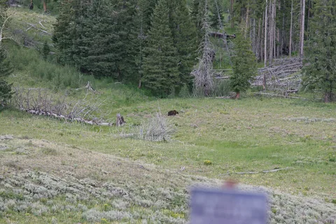 Yellowstone National Parl, Wyoming, USA. Det mest fantastiske og magiske sted i verden, med vandfald, geysere, vilde bjørne, ulve, elge og meget mere. Prøv det en gang, og du bliver afhængig.