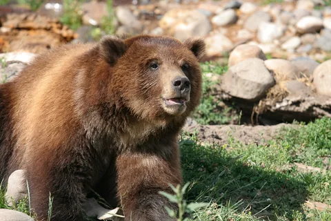 Montana Grizzly Encounter, Bozeman, Montana, USA. Bamser der har været holdt som kæledyr da de var små, og derfor ikke igen kan udsættes i naturen, derudover er de ikke fra området. Her bruges de blandt andet til undervisning om grizzlybjørne.