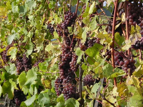 Det som det hele handler om, vinmarker og vindruer i Alsace, Frankrig