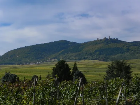 Vinmarker i Alsace