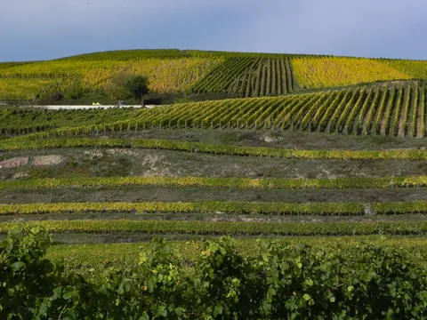 Vinmarker i Alsace