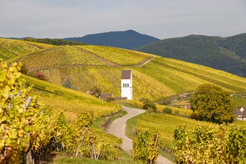 Vinmarker i Alsace