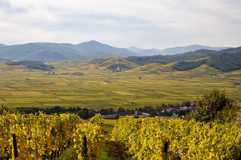 Udsigten fra toppen af Grand Cru Mambourg ved Sigolsheim, Alsace, Frankrig