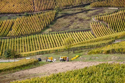 Grand Cru Brand, Turckheim, Alsace, Frankrig