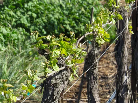 Chamisal Winery, Californien, USA