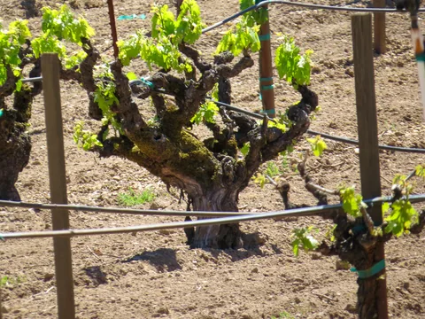 Sonoma Valley, Californien, USA
