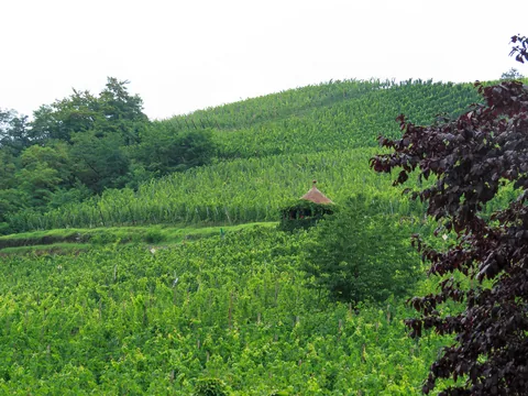 Alsace, Frankrig