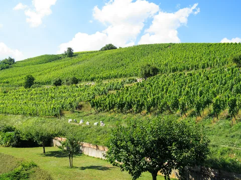 Alsace, Frankrig