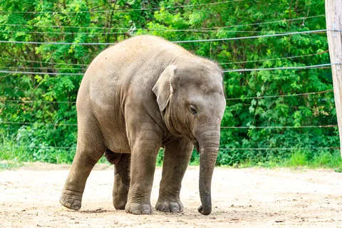 Berlin Zoo, Berlin, Tyskland