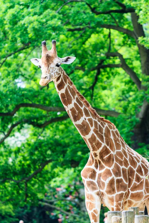Berlin Zoo, Berlin, Tyskland
