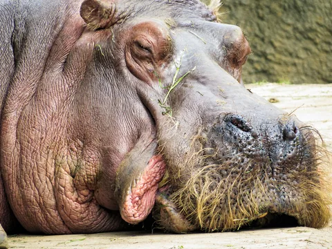 Berlin Zoo, Berlin, Tyskland