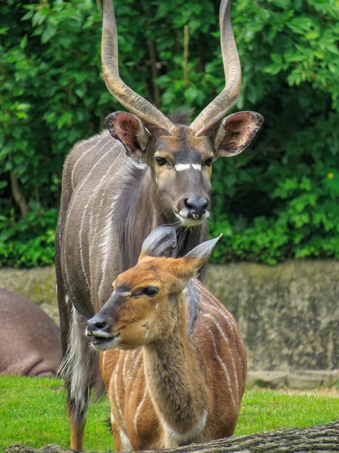 Berlin Zoo, Berlin, Tyskland