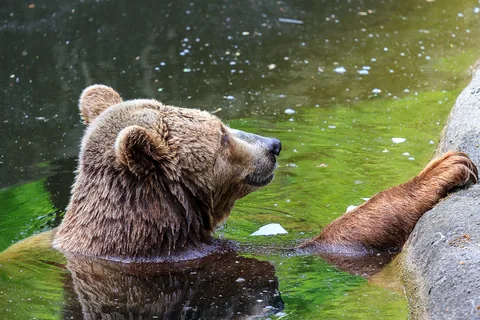Berlin Zoo, Berlin, Tyskland