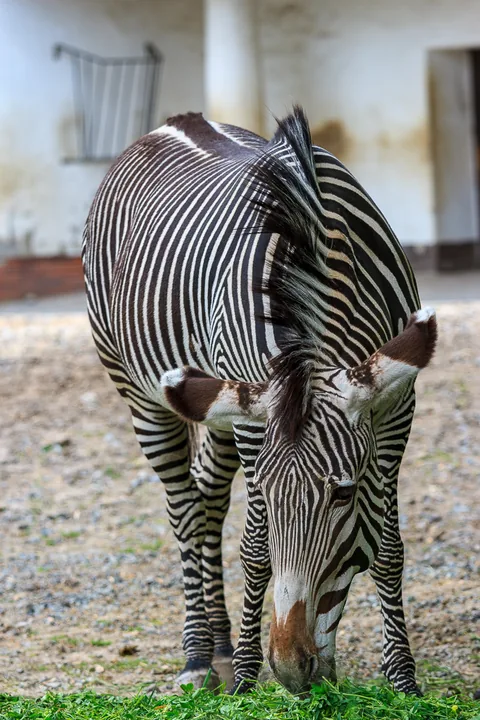 Berlin Zoo, Berlin, Tyskland