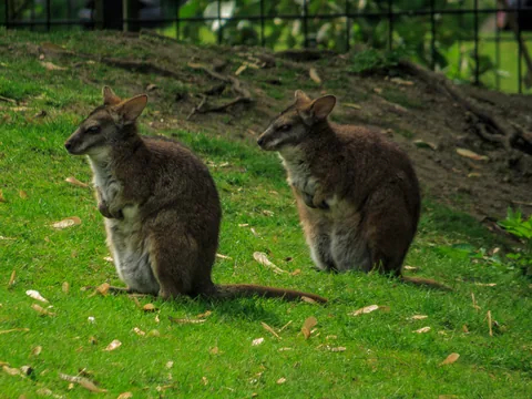 Berlin Zoo, Berlin, Tyskland