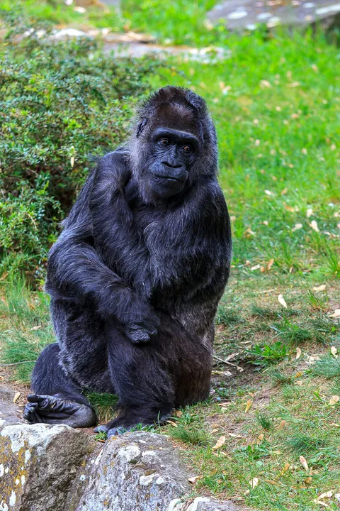 Berlin Zoo, Berlin, Tyskland