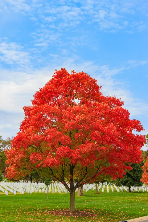 Arlington National Cemetery, Virginia, USA