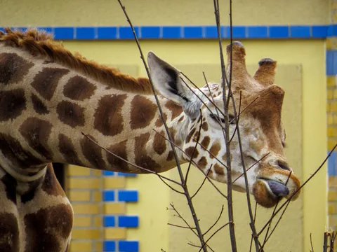 Berlin Zoo, Berlin, Tyskland