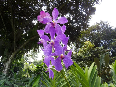 National Orchid Garden, Singapore