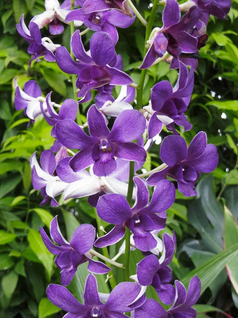National Orchid Garden, Singapore