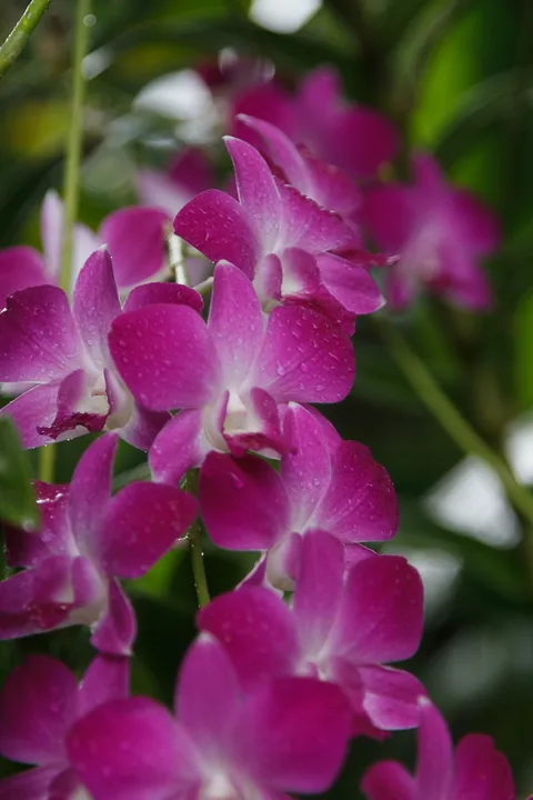 National Orchid Garden, Singapore