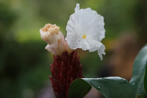 National Orchid Garden, Singapore