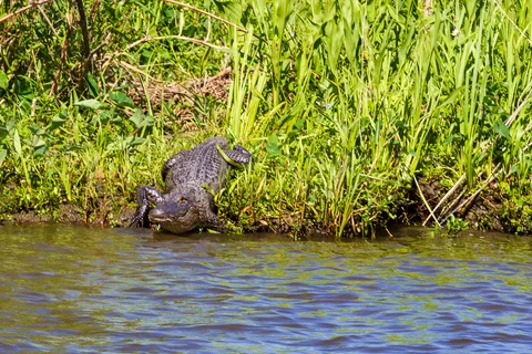 Alligatortur med Airboat Adventures, New Orleans, Louisiana, USA