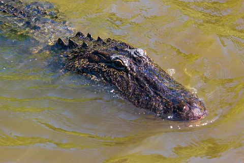Alligatortur med Airboat Adventures, New Orleans, Louisiana, USA