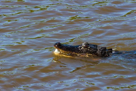 Alligatortur med Airboat Adventures, New Orleans, Louisiana, USA