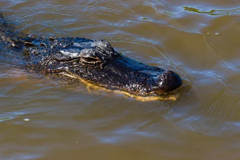 Alligatortur med Airboat Adventures, New Orleans, Louisiana, USA