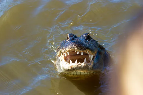 Alligatortur med Airboat Adventures, New Orleans, Louisiana, USA