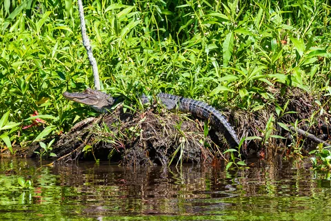 Alligatortur med Airboat Adventures, New Orleans, Louisiana, USA