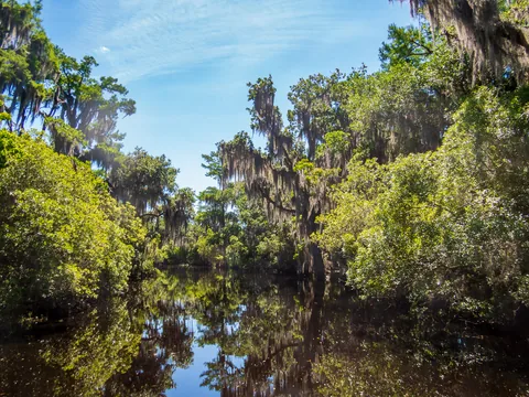 Alligatortur med Airboat Adventures, New Orleans, Louisiana, USA