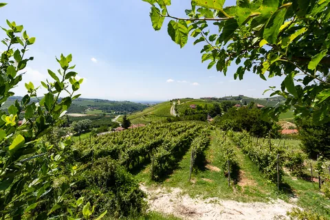 Poderi Luigi Einaudi, Dogliani, Piemonte, Italien