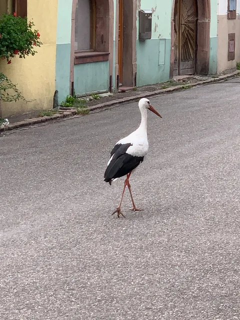 Stork i Ribeauvillé, Alsace