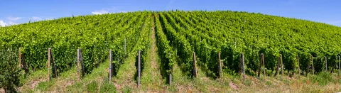 Grand Cru Brand, Turckheim, Alsace