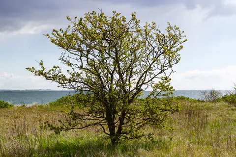 Årø
